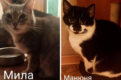 Восемь кошек в Полярных Зорях остаются без крова