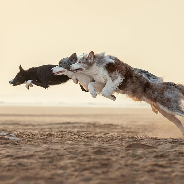 Второе место в номинации «В движении» | Источник: He Huapei / Dog Photography Awards 2025