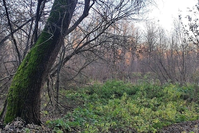 Жители Уфы сами оплачивают обработку дворов от клещей