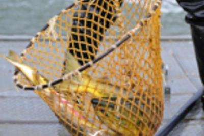 В Приморье могут увеличить норму вылова горбуши и симы