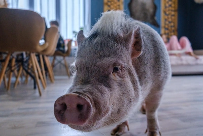 Ufa Family Adopts 45-Kg Mini-Pig Rosochka, Called Bold and Smart