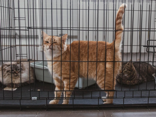 Кошки проживают в отдельных помещениях от собак. | Источник: Артем Бауман / 76.RU