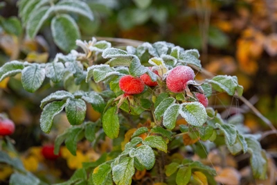 Волгоград ждет похолодание с заморозками на выходных