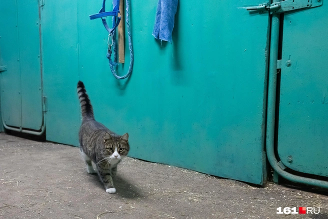 Котики дружат с лошадьми | Источник: Евгений Вдовин / 161.RU