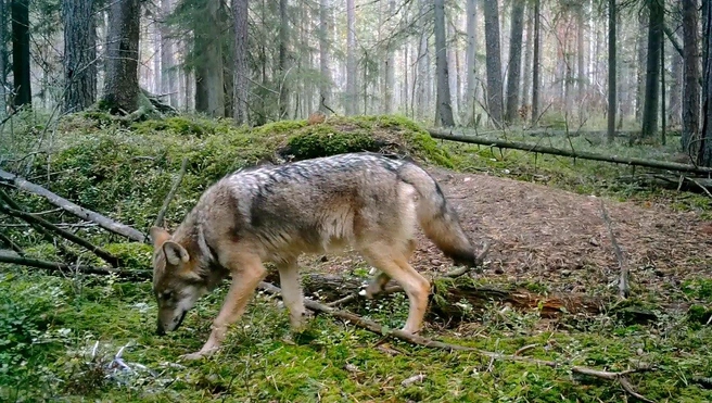 Одинокие волки еще бродят по лесам под Петербургом. Скоро они начнут собираться в стаи, чтобы выжить зимой | Источник: Каждой твари по паре / Телеграм
