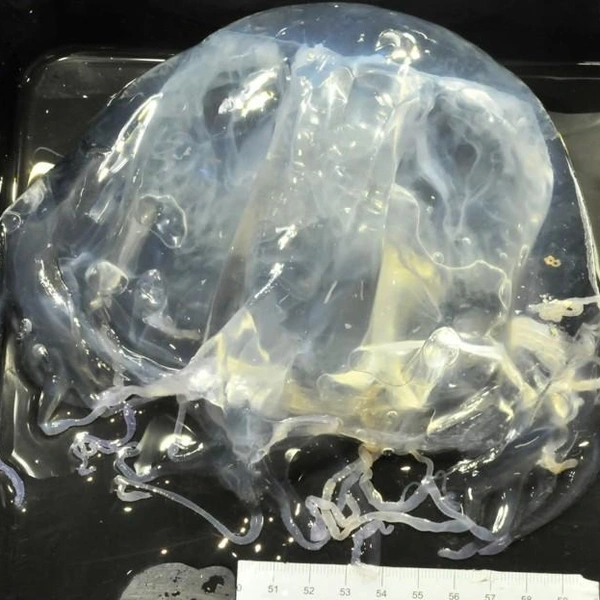 как выглядит кубомедуза, фото | Источник: Scientific Reports 