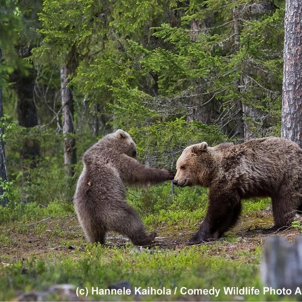 «Ни шагу больше, сударь!» | Источник: Hannele Kaihola / Comedy Wildlife Photography Awards 2017