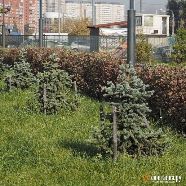 Елям только предстоит набраться сил | Источник: Михаил Огнев / FONTANKA.RU