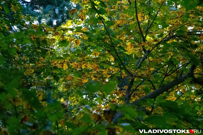 Источник: Елена Буйвол / VLADIVOSTOK1.RU
