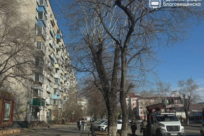 Крупномерные деревья появятся в центре Благовещенска