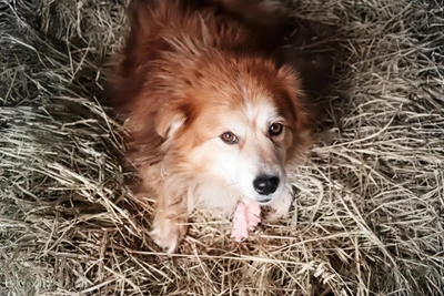 Shelter Sought for Freezing Dog with Injured Paw Near Tyumen