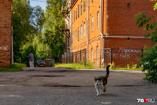 Котиков на улице полно | Источник: Кирилл Поверинов / 76.RU