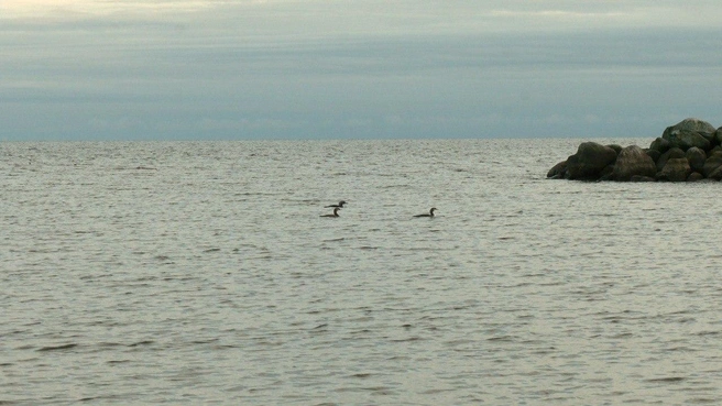 Редкие птицы появились на Ладоге. Они воют, лают, каркают и говорят человеческим голосом | Источник: Павел Глазков / «Каждой твари по паре»