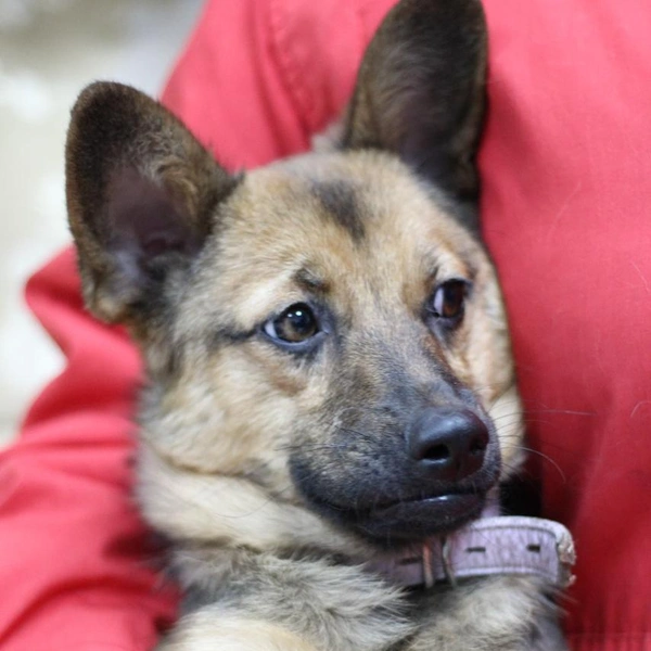 Источник: Фонд помощи животным «Ковчег»