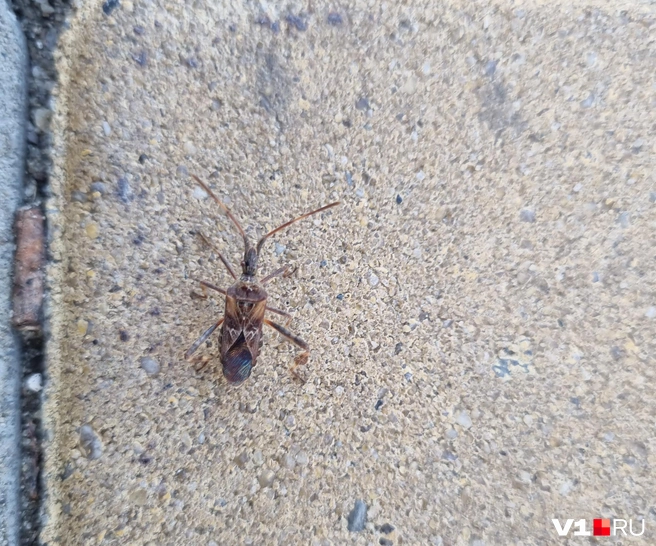 Вот такой с виду милый клоп может стать убийцей хвойных деревьев | Источник: Константин Завриков / V1.RU