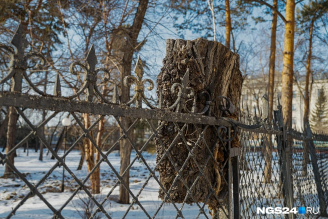 Белочкам больше негде жить | Источник: Мария Ленц / NGS24.RU