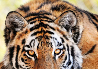 В окрестностях Парижа полиция вторые сутки ищет сбежавшего тигра