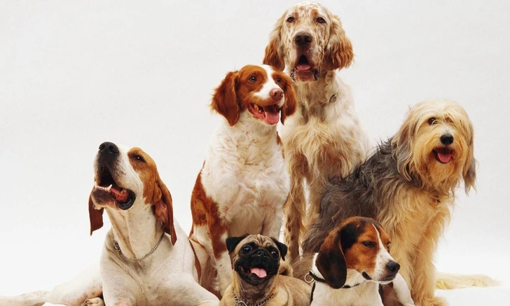 Ветеринар Анвари назвал самую психически нестабильную породу собак | Источник: iStockphoto/Wirestock