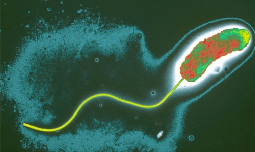 Источником холеры в Мариуполе стал выброс из канализации