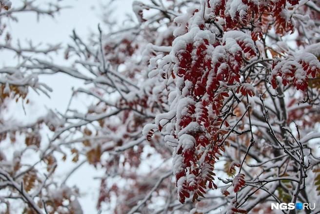 Даже самый серый уголок сегодня выглядит как новогодняя открытка | Источник: Александр Ощепков / NGS.RU