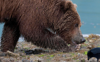 Медведи против леса: зачем косолапые принялись выкапывать только что посаженные деревца?