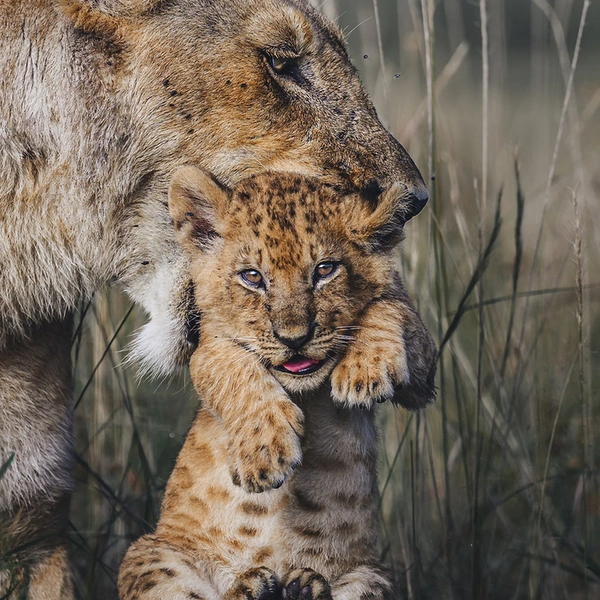 Источник: Randall Ball / The Artist Gallery Awards&nbsp;— Wildlife 2024