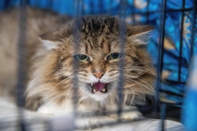 Укус кошки: первая помощь и когда обращаться к врачу