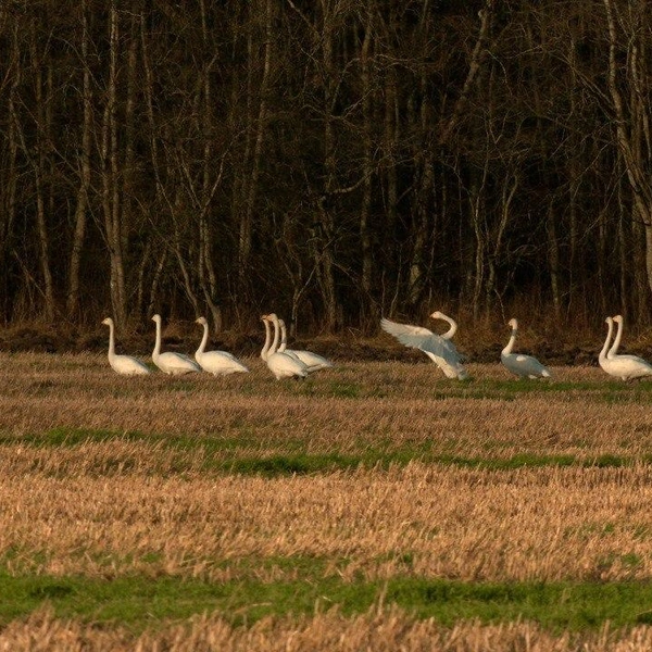 Источник: Павел Глазков / «Каждой твари по паре» 