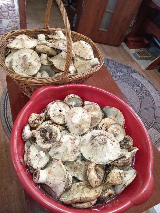 Караканский бор тоже порадовал грибников | Источник: Юлий Космовская / «Грибы и грибные места Новосибирск НСО»