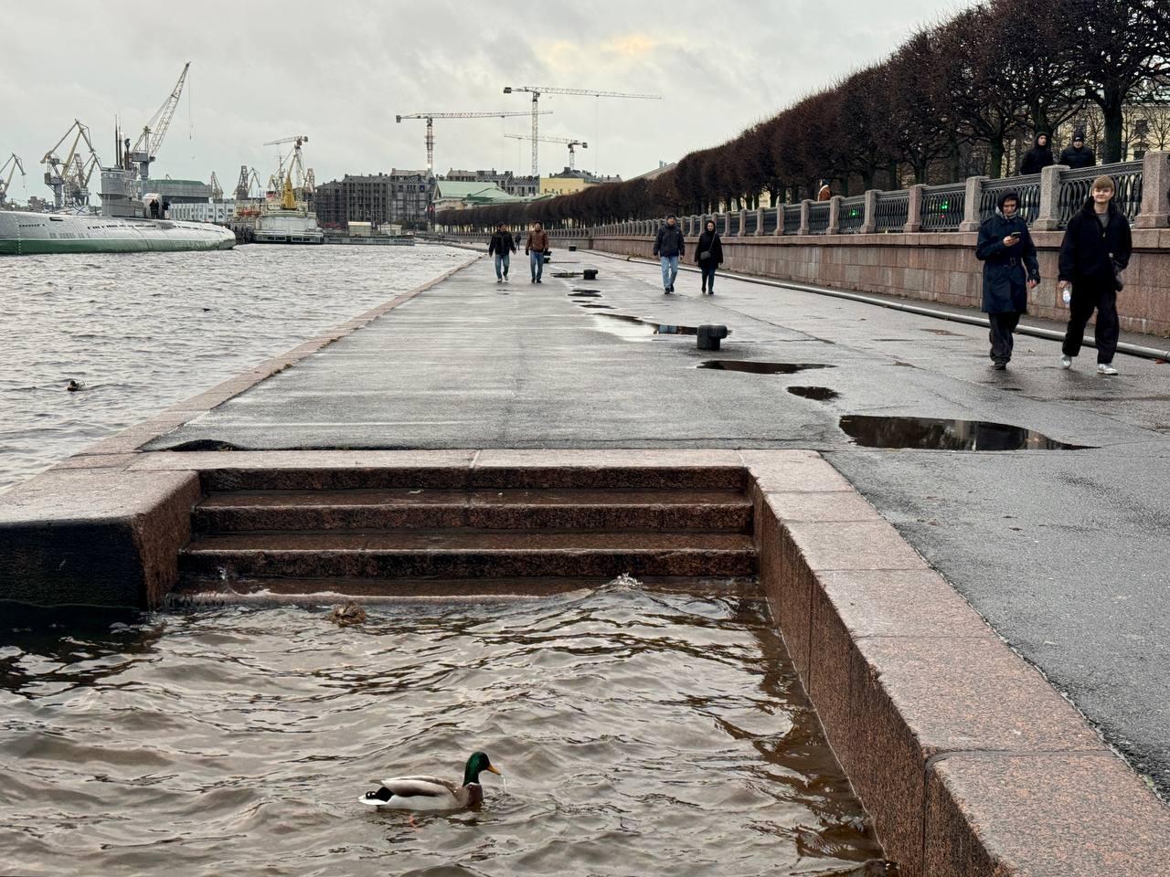 Утки выходят из берегов. Посмотрите, как поднялся уровень воды в Неве