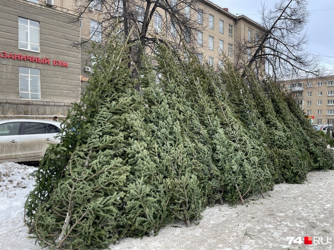Дороже всего обойдутся пихты, от трех тысяч | Источник: Михаил Шилкин 