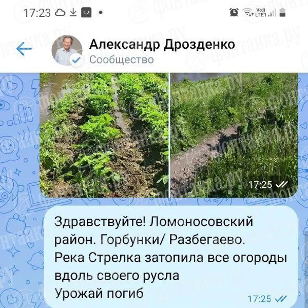 «Жалко сил, мама плакала». В Горбунках огородники лишились урожая из-за залпового потопа | www.fontanka.ru