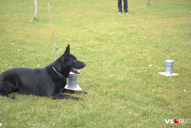 «Товарищ командир, это место следует осмотреть более внимательно!» | Источник: Илья Воробушкин