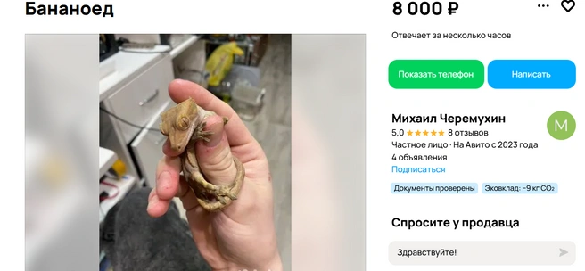 необычный питомец | Источник: Авито