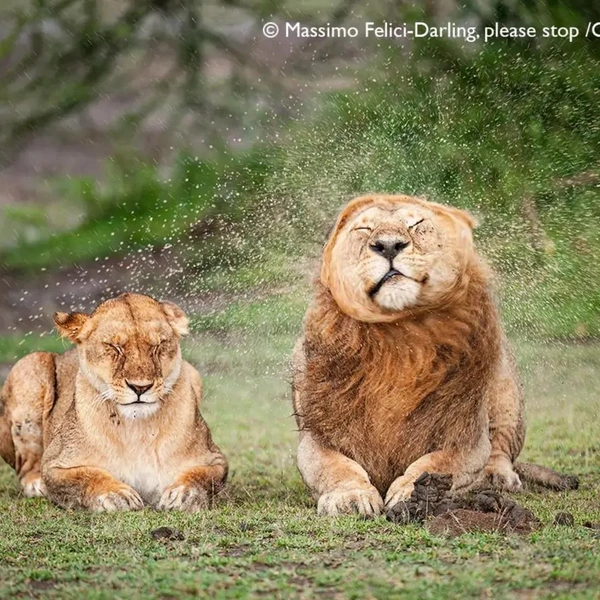 Источник: Nikon Comedy Wildlife Awards