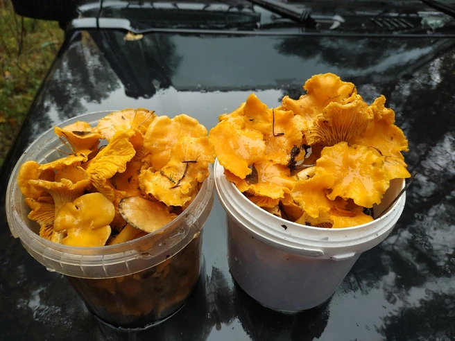 Лисички пойдут на жареху | Источник: Светлана Рзаева, Грибы Ярославской области / Vk.com