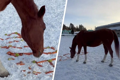 Лошадь Истину угостили в честь 2026 года