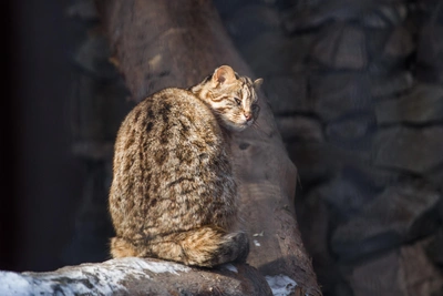 Кот-клептоман отнял рыбу у выдры в Приморье