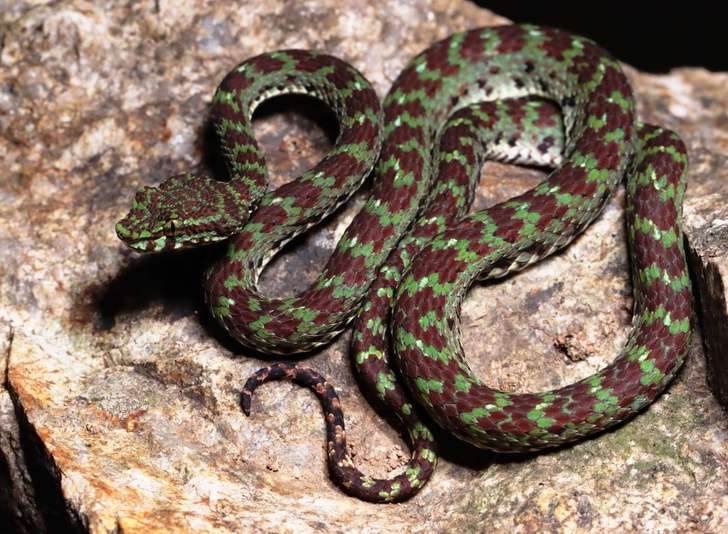 Оливковый взгляд из-под ресниц: в Таиланде найдена самая милая змея на свете