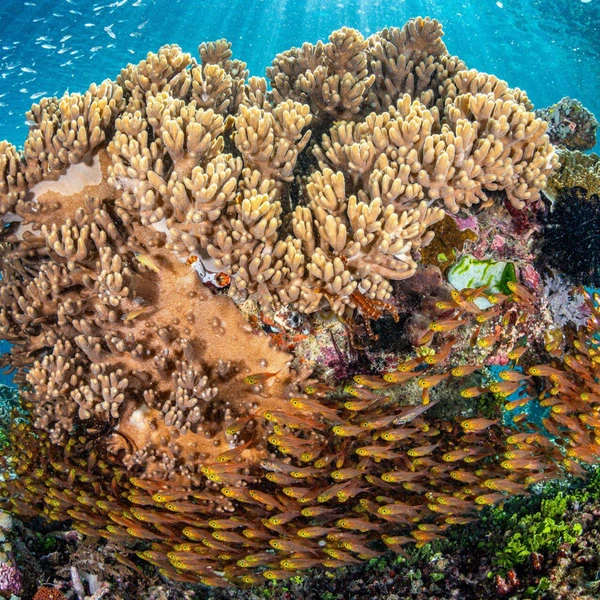 Финалист в номинации «Охрана среды: надежда» | Источник: Kim Hyeon Min / Ocean Photographer of the Year 2025