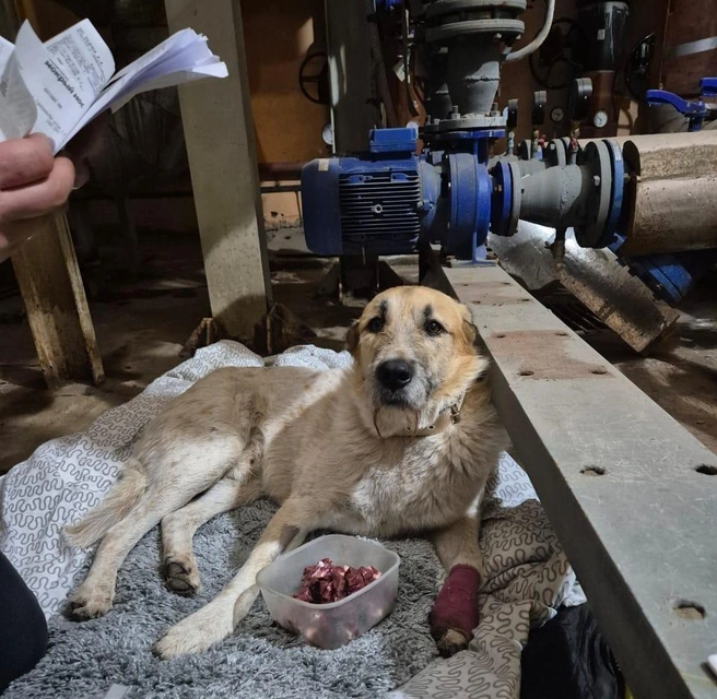 Через месяц пса будут готовы отдать новым хозяевам | Источник: читатель НГС