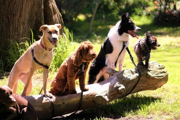 Тест: Выберите любимую породу собак и узнайте доминирующую черту вашей личности — часть 3