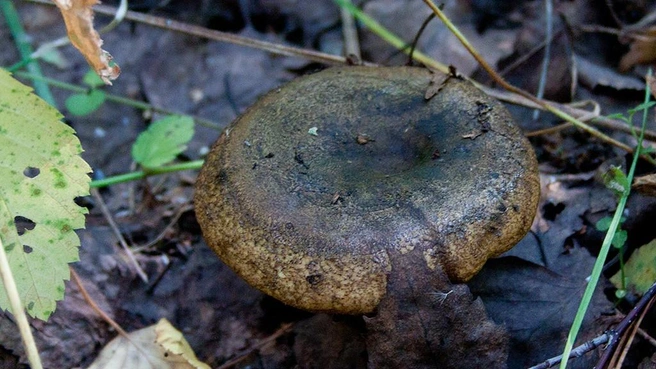 Черный груздь может дать белый сок после среза | Источник: Mycology.su