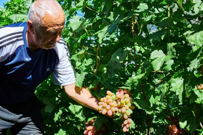 Samara grower cultivates 100 grape varieties