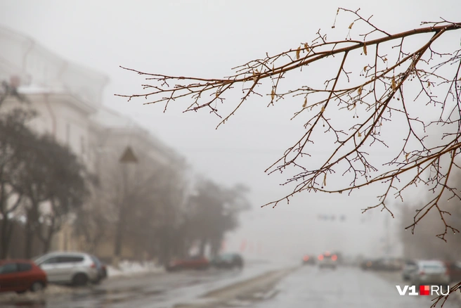 В соцсетях томичи делились видео с упавшими деревьями, которые мешают движению автомобилей | Источник: Алексей Волхонский / V1.RU