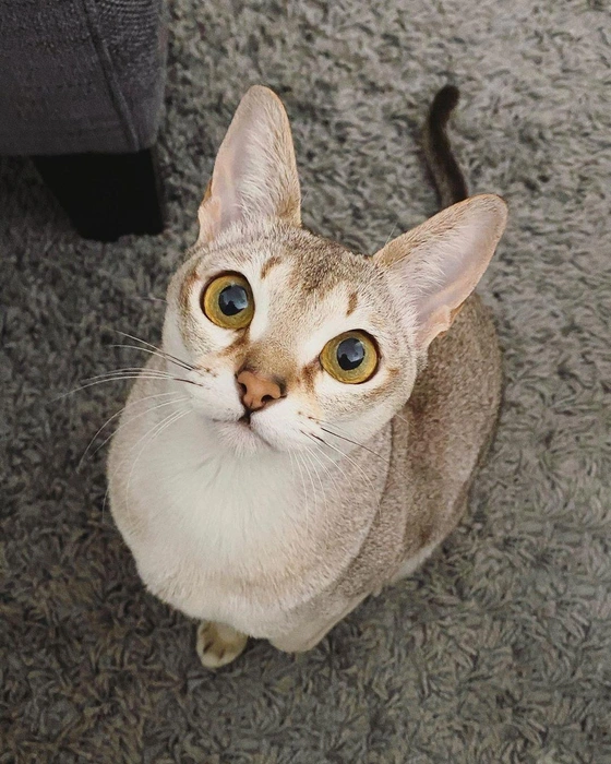 Источник: myprettylittlesingapaws / Instagram (экстремистская организация, деятельность запрещена на территории РФ)