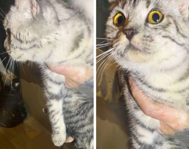 Спасатели достали кошку из шахты глубиной 6 метров | Источник: ПАСС СК / Telegram