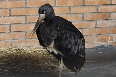 Черного аиста привезли в «Роев ручей» из Хакасии