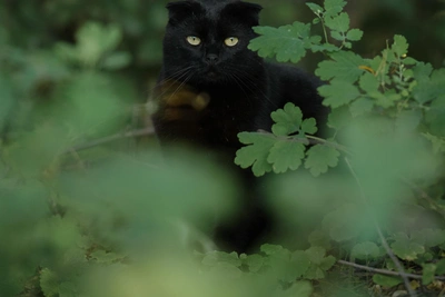 Милейшие котики Урюпинска от мурманского фотографа