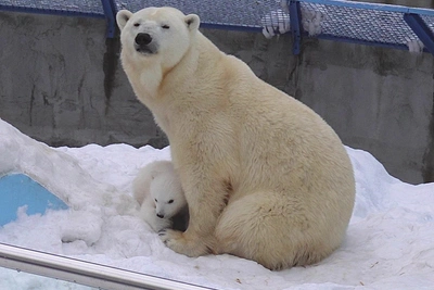 Белый медвежонок развлекается с мамой в зоопарке